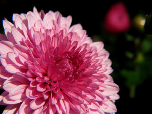 Pink Flower for Breast Cancer Awareness 