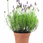 lavender-plant-flowerpot-white-background-34605241