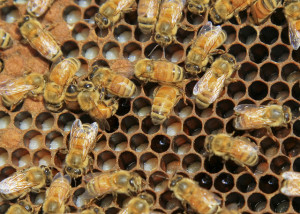 Get Ready for NYC Honey Week
