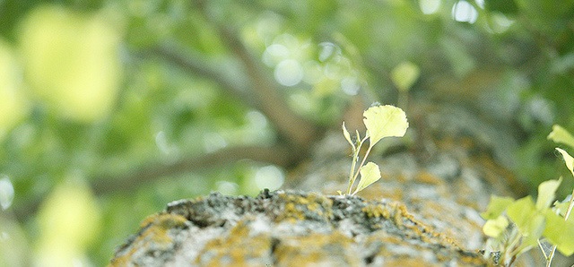 Quotes from Eco Leaders