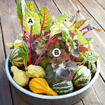 gourds