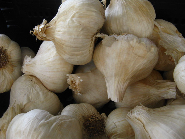 Garlic