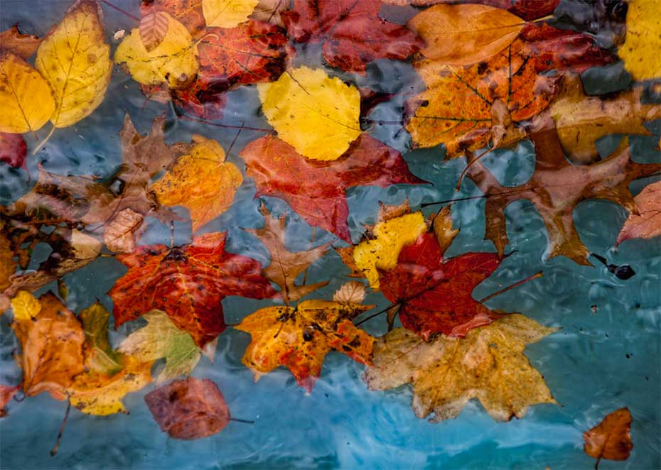 gec_fallleaves