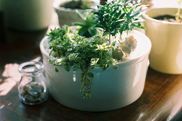 gec_houseplant