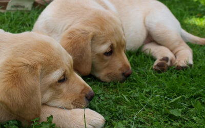 How to Puppy Proof Your Home